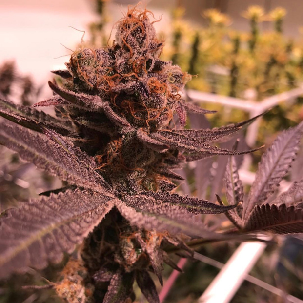 cloud-9-farms-strains-5.jpg