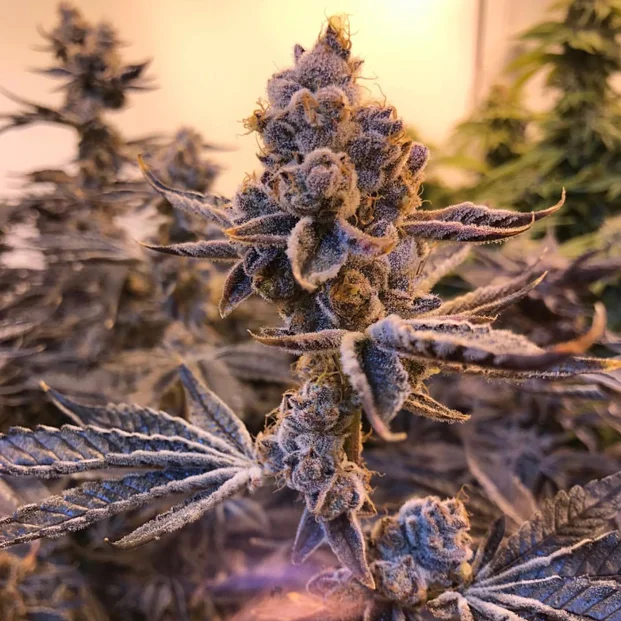 Cookies-&-Cream.jpg