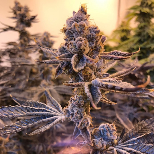 cloud-9-farms-strains-10.jpg