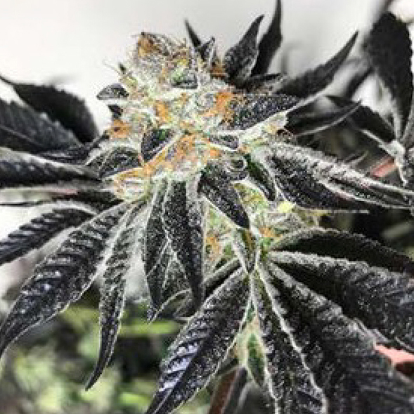 cloud-9-farms-strains-8.jpg