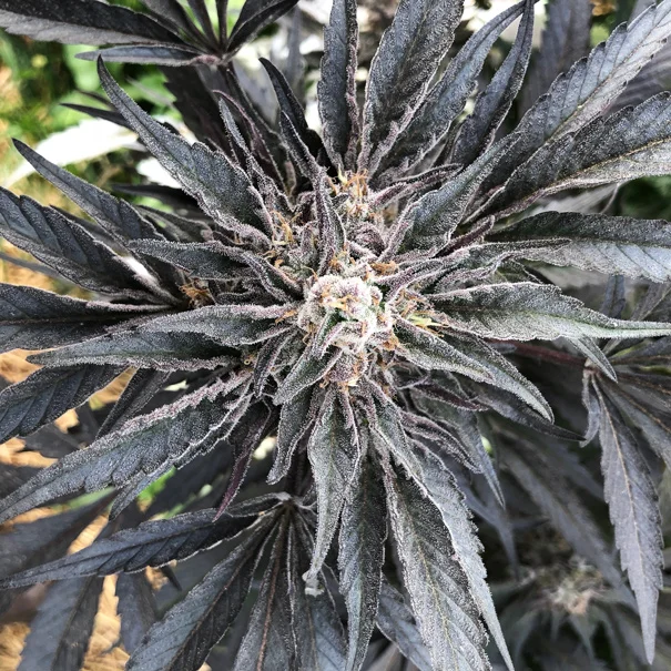 At the height of the growing season at Kiona Tropical & Heirloom Cannabis