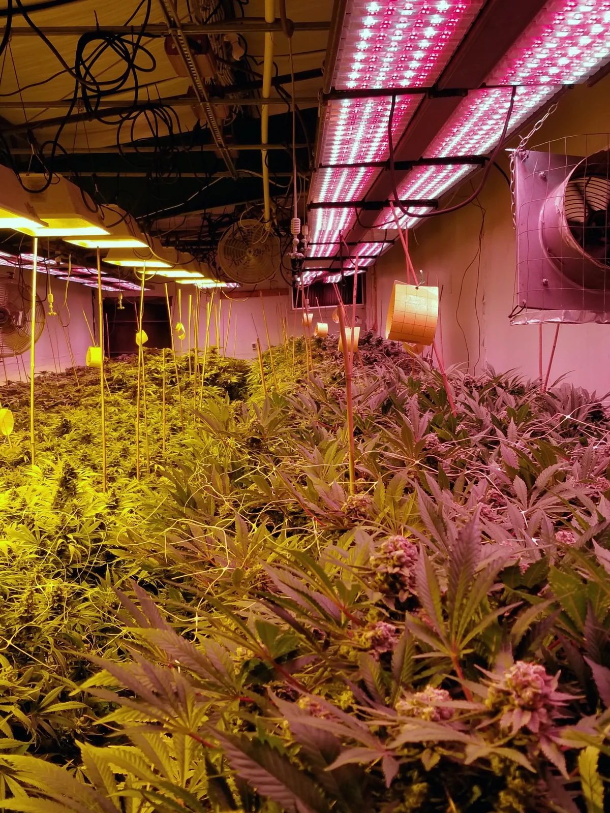 Raven Grass’s grow rooms are a sight to behold. Micah and team take pride in their process.