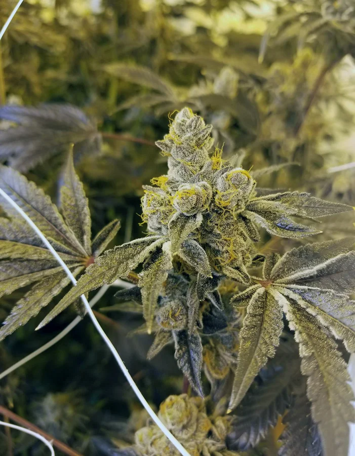 SGOW_Flower_3.jpg