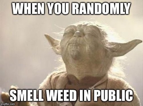 Meme_Yoda_Smells_Weed.jpg