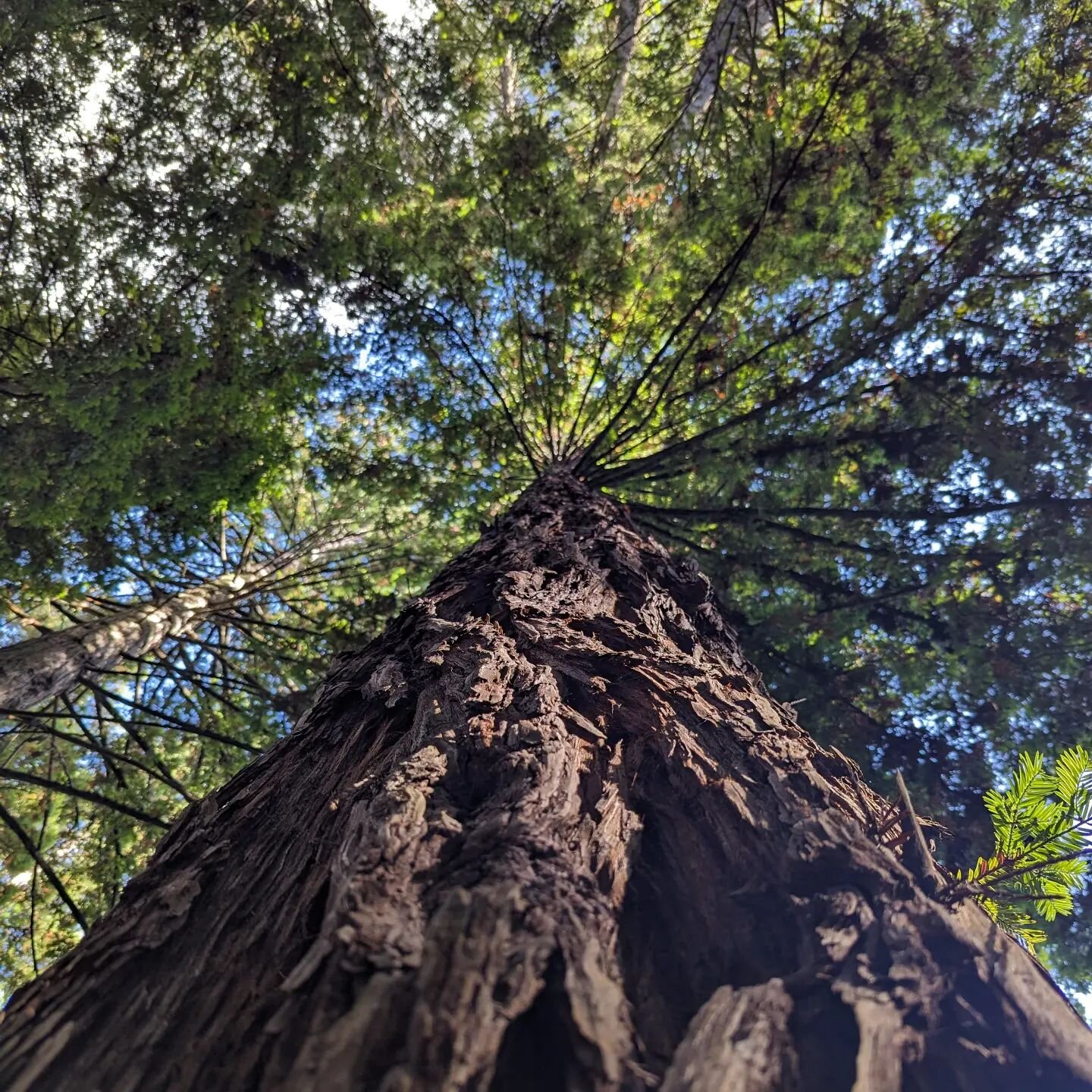 You ever just look up a Redwood? Damn.