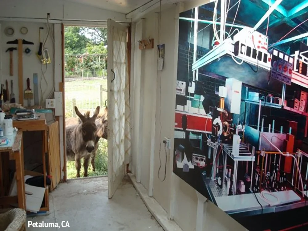 donkey(web).jpg