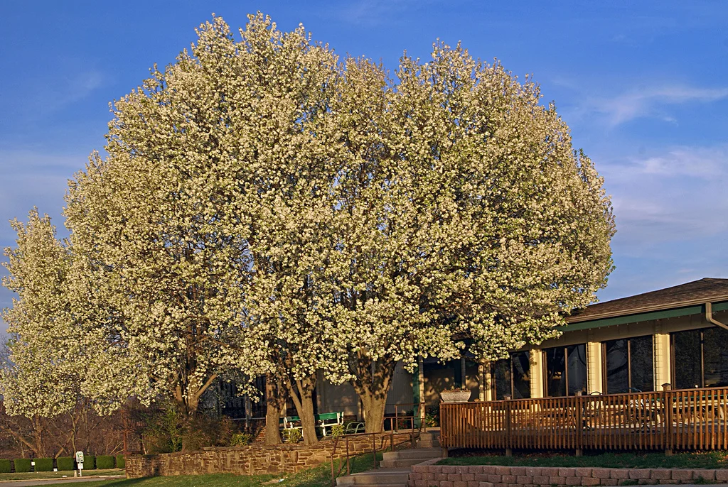 Club House with Big Tree.jpg