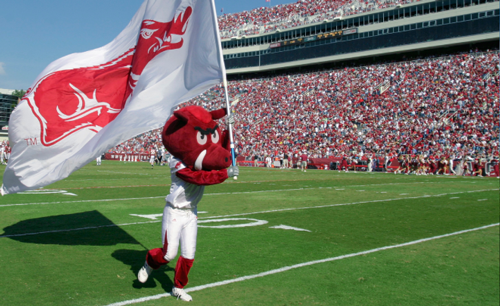 U of A Hog on the Field.png