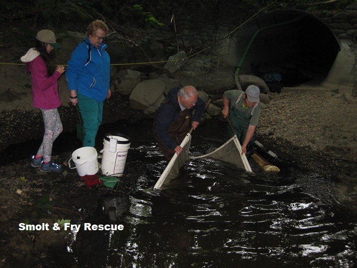 6-22-Smolt Fry Rescue (5)Edit2.jpg