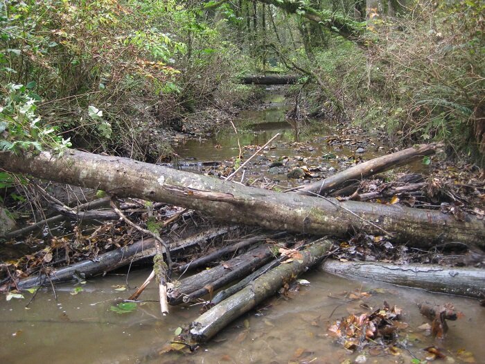 10-12-Log Jam Removal (1)Edit.jpg