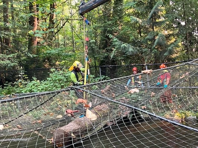 8-25-TreeRemove (3).jpeg
