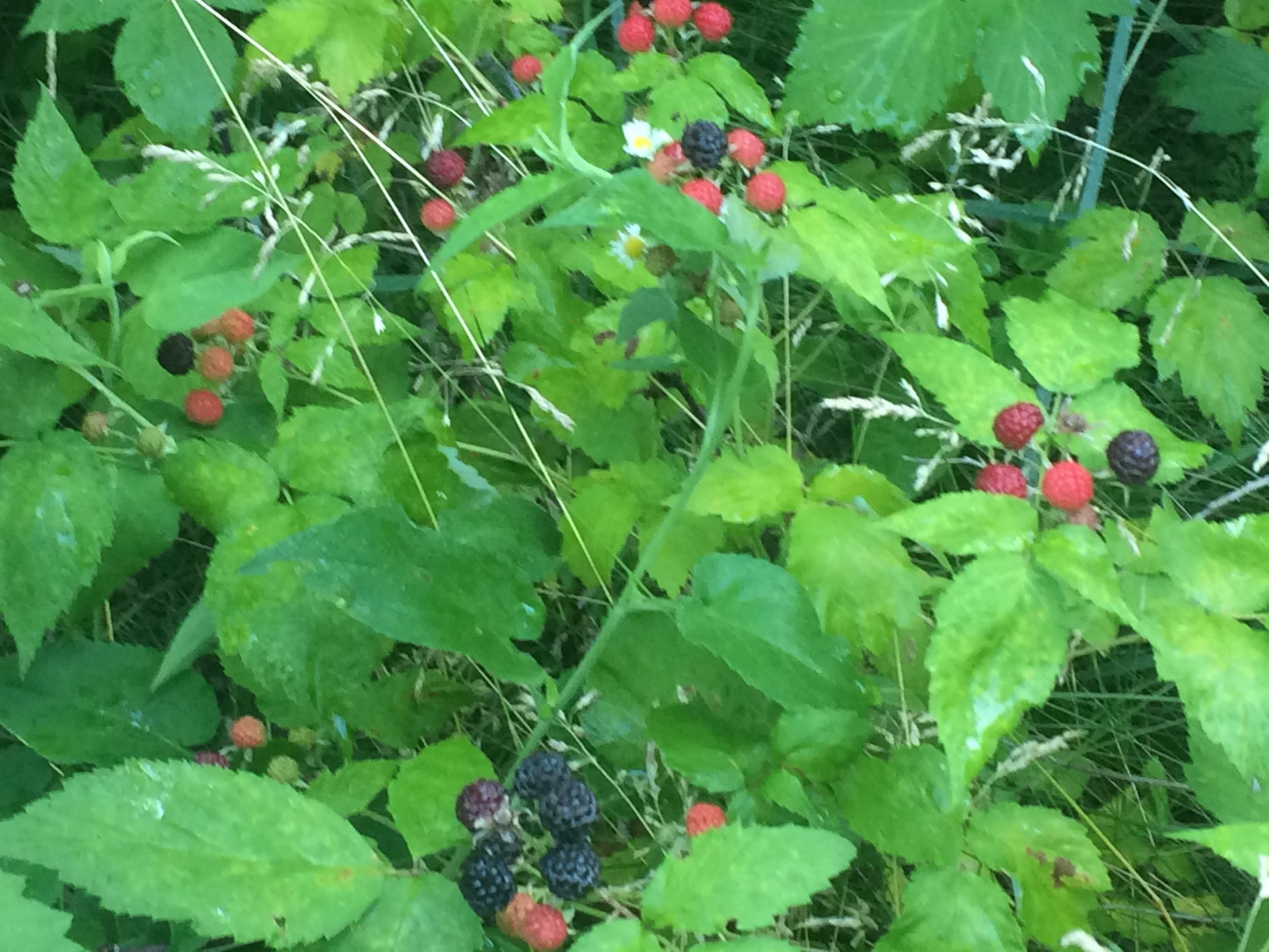 At the top of this bramble, there is one ripe berry in a pink cluster. At the bottom, a cluster of much more ripened berries. 