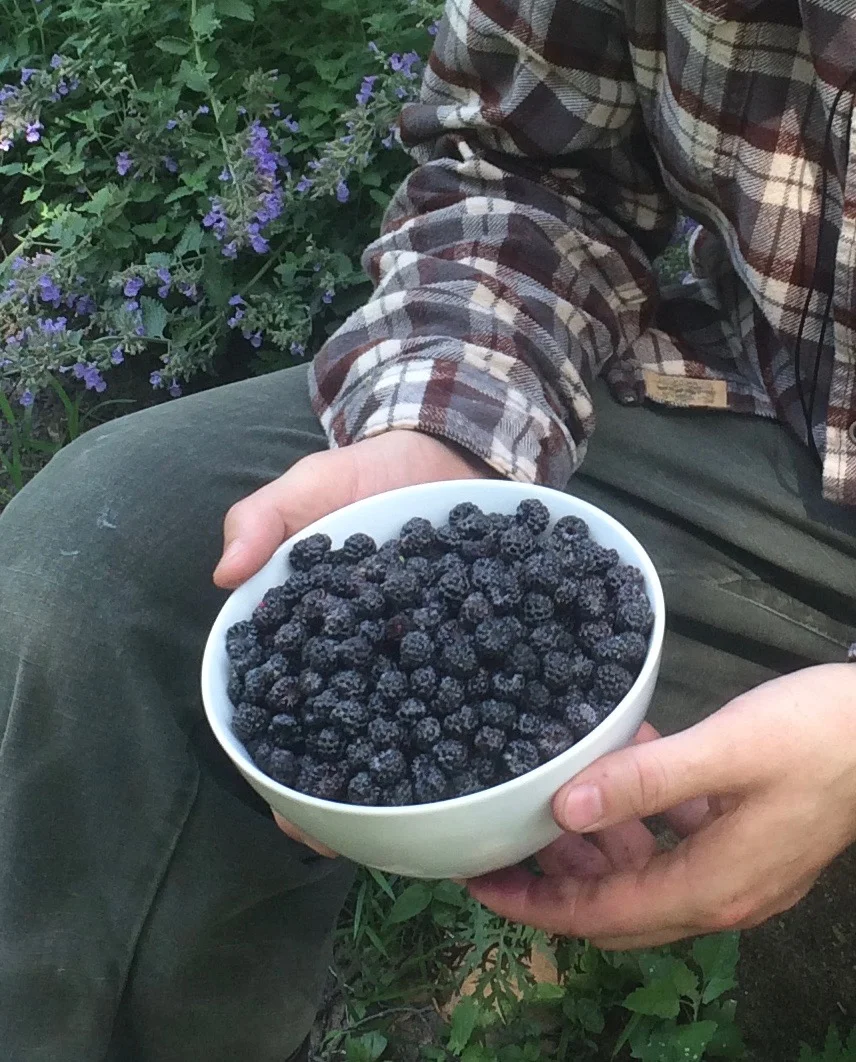 A close-up of a man's hands holding a white bowl full of dark black raspberries.