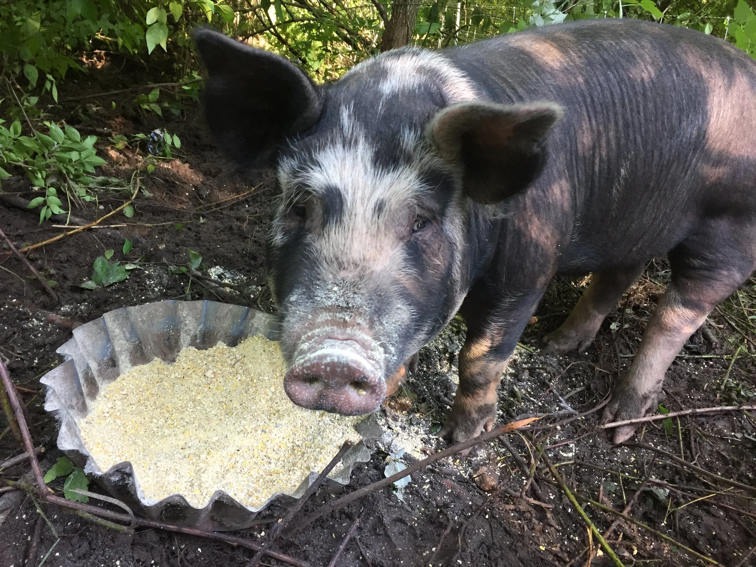 The picture is of a Berkshire hog in the woods, snout toward the camera, having been lifted from the pan of organic feed. It is unutterably adorable.