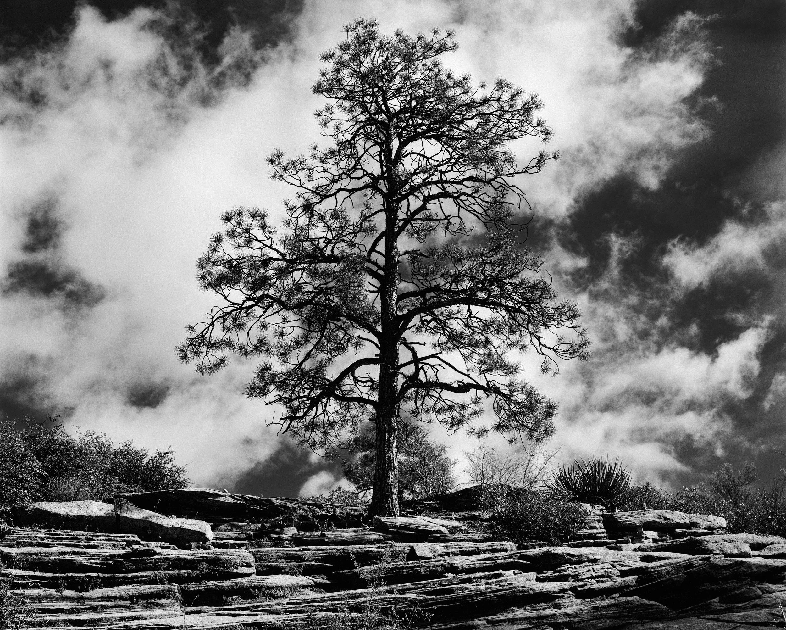 Ponderosa Sentinel