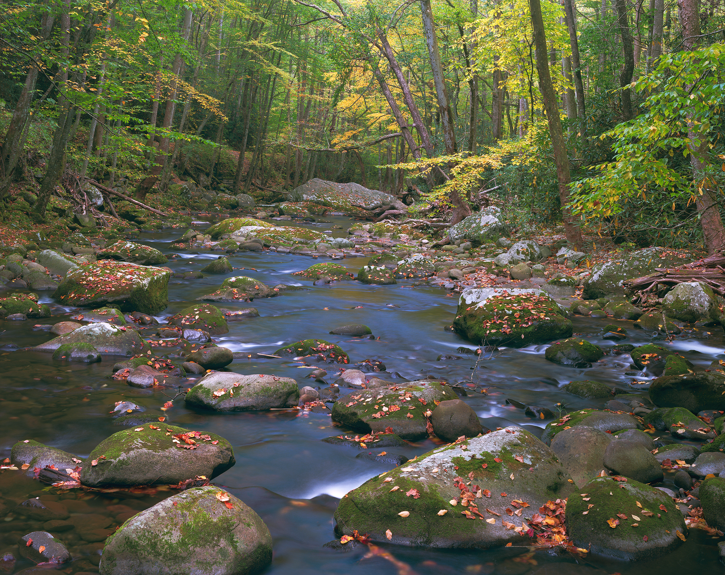 Autumn's Prelude