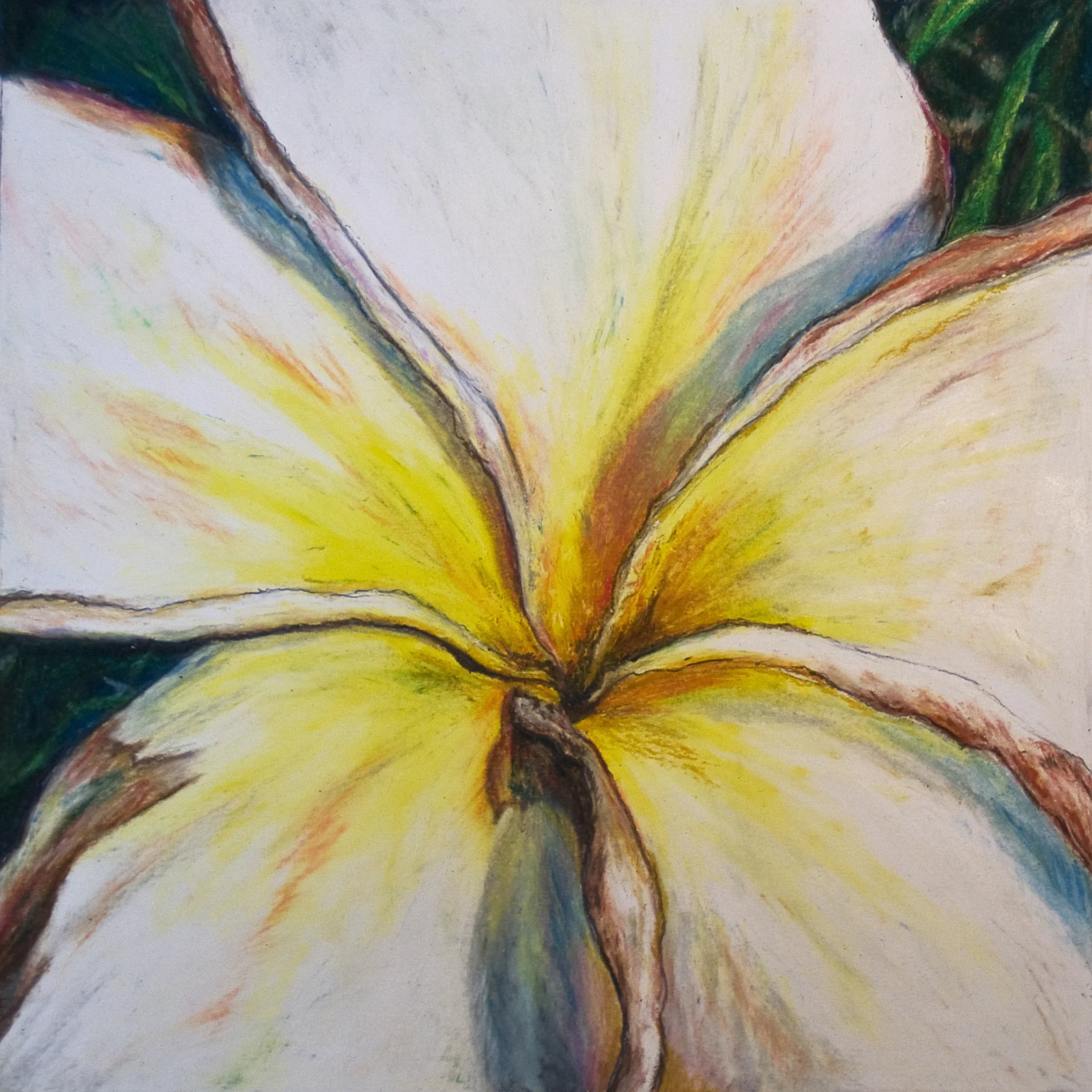 Plumeria Close-Up