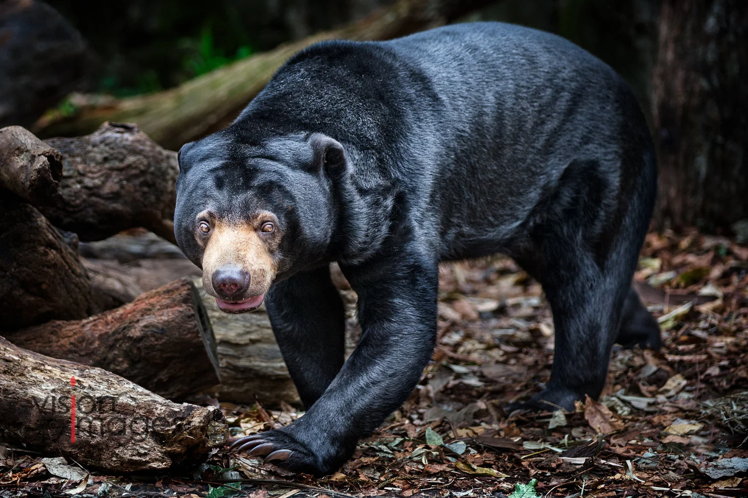 Photographing Wild Animals - Presentation by Jacci Schipp-Benz