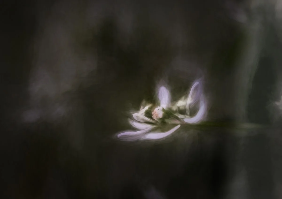 Flower for Diane (c) Steve Mullarkey 2018