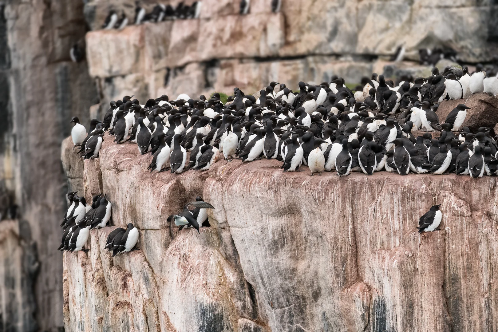 Guillemots on The Edge (c) Michael Smyth 2018