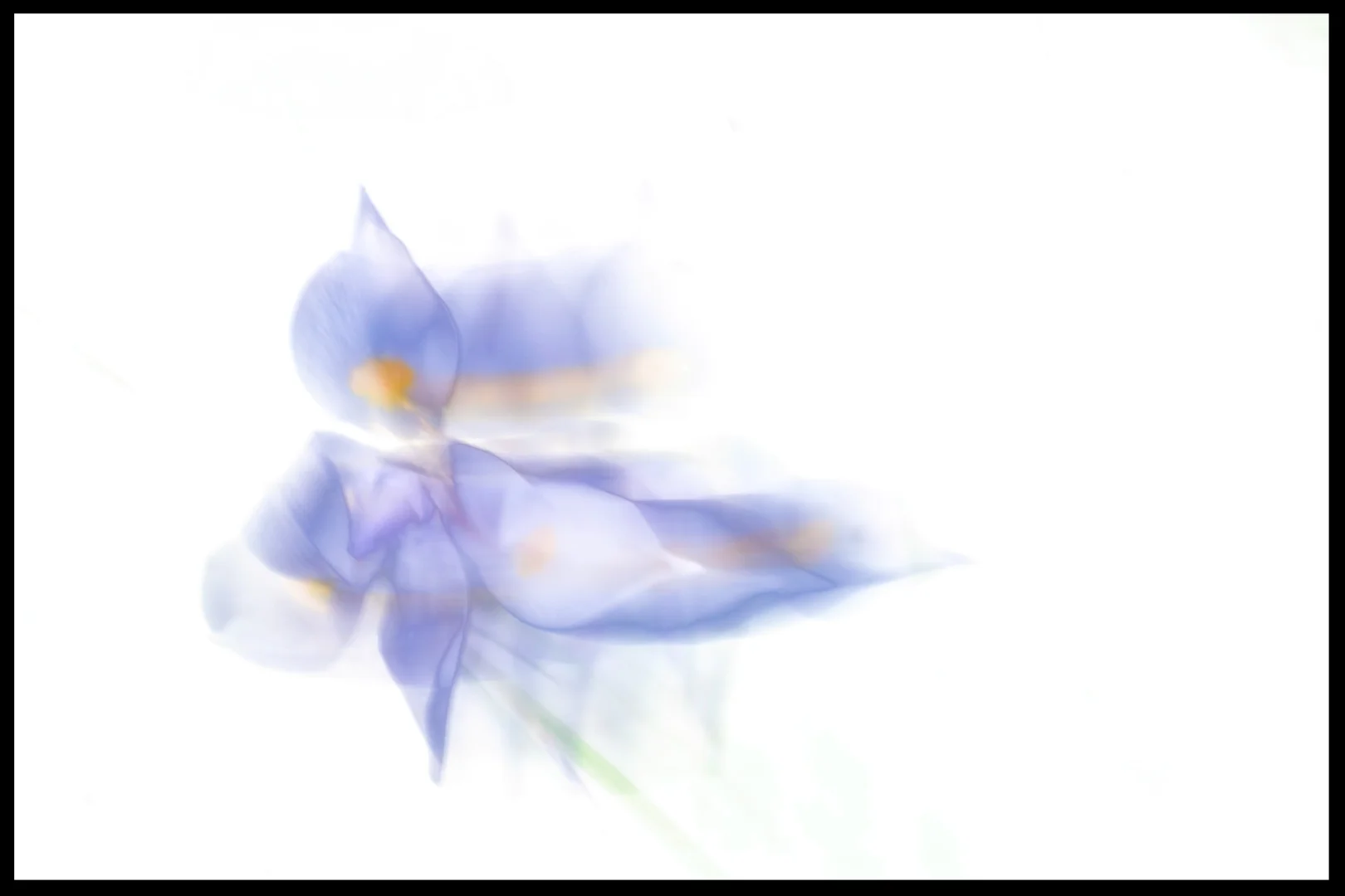 Flowers in Motion by Graeme Dobbs