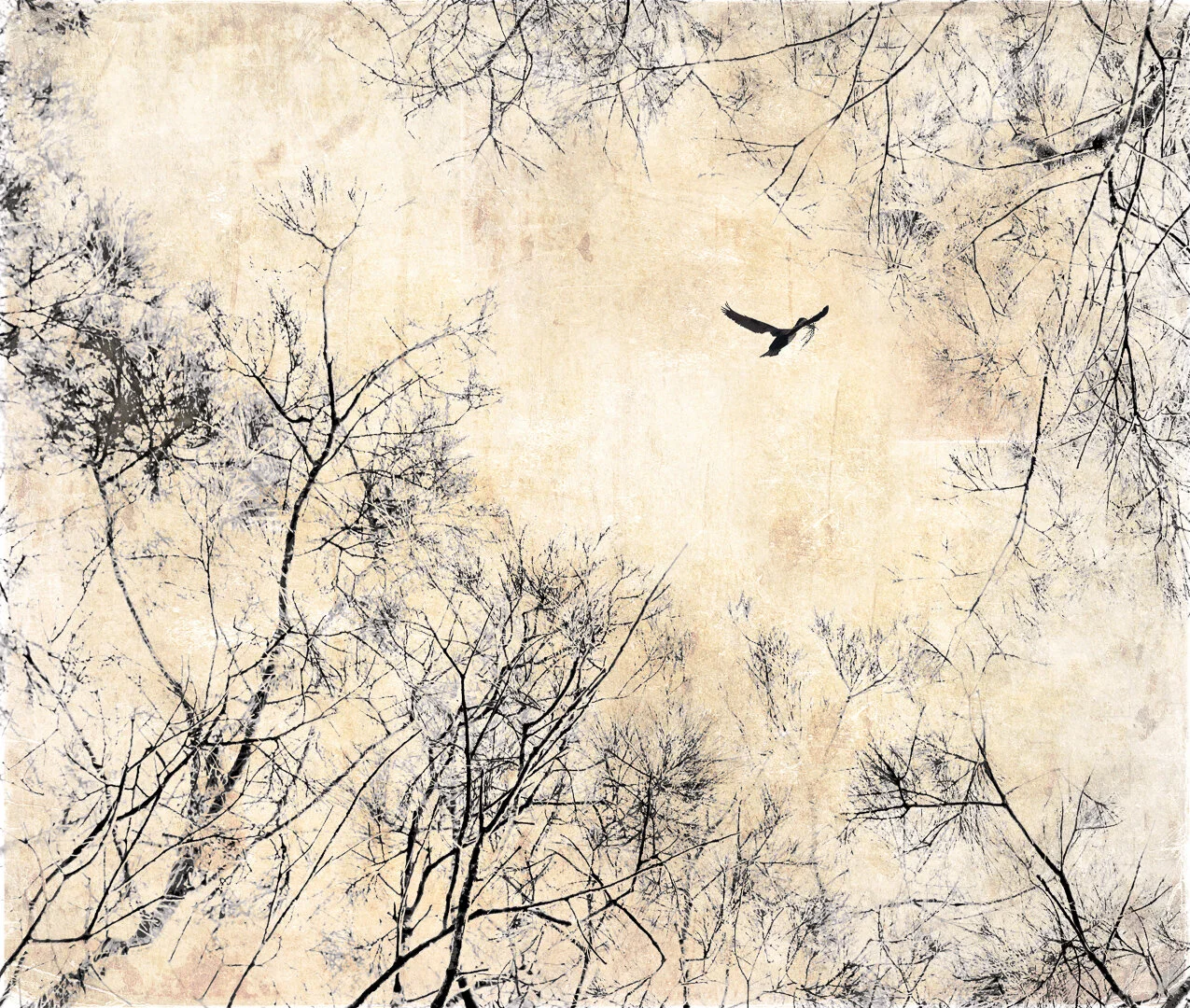 Nesting Bird (c) JAnice Gursanscky