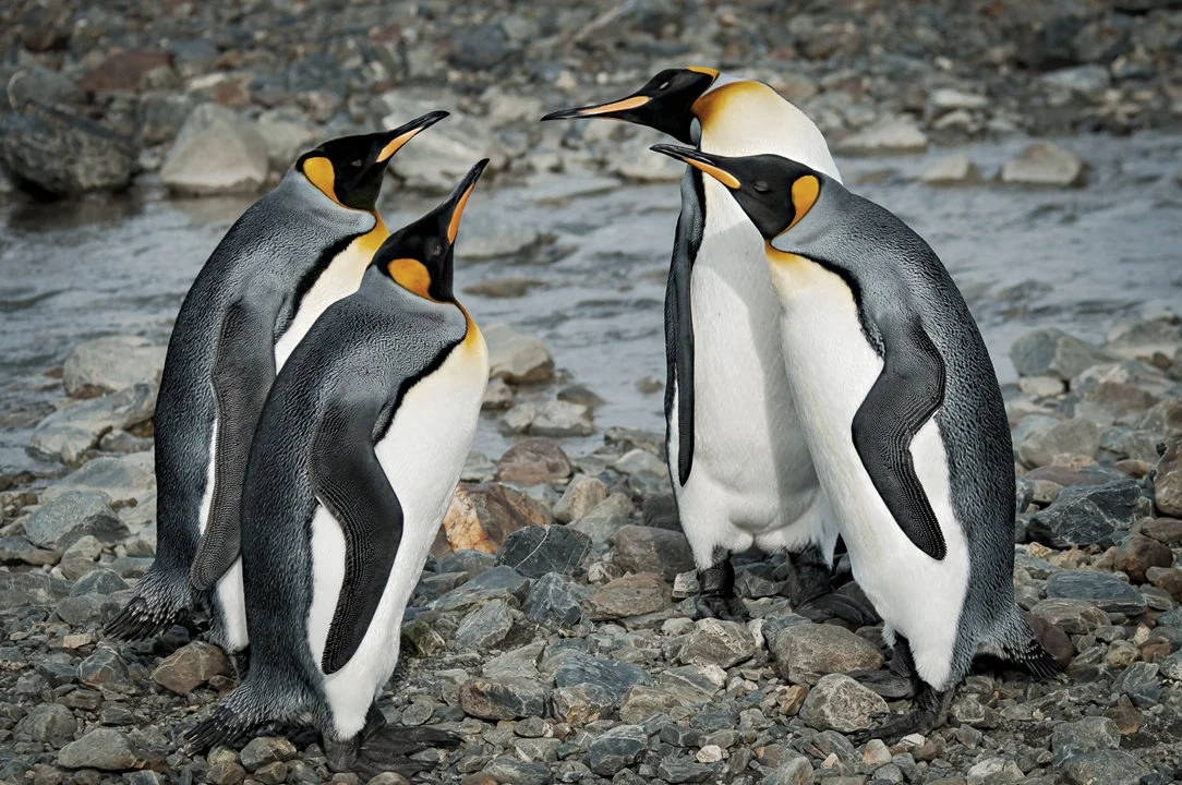 Program kick off 2024 - Questions to ask before making a photograph - presentation by Michael Smyth