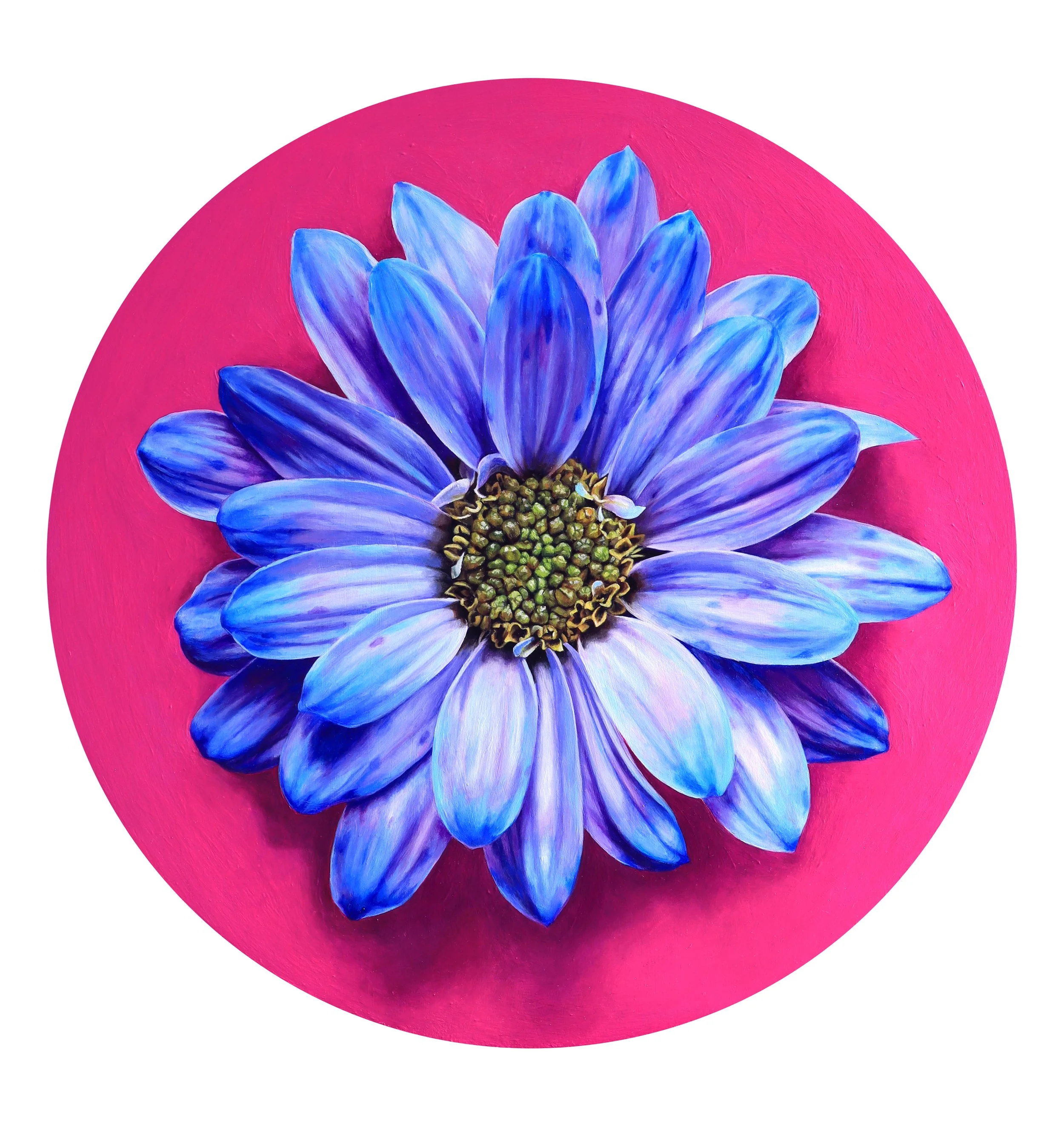 Cotton Candy Daisy_NV.jpg