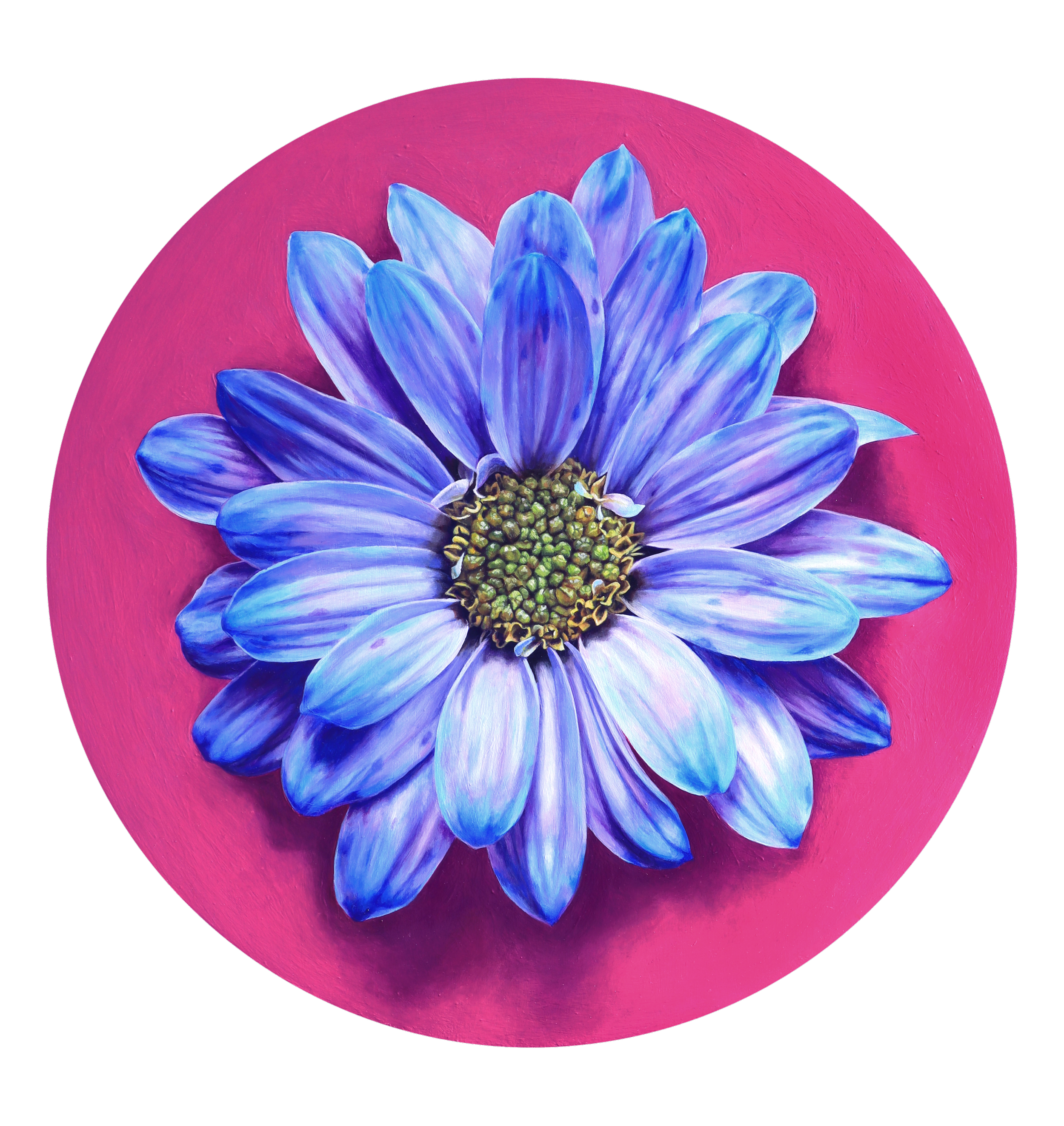 Cotton Candy Daisy -  20" Tondo, 2025