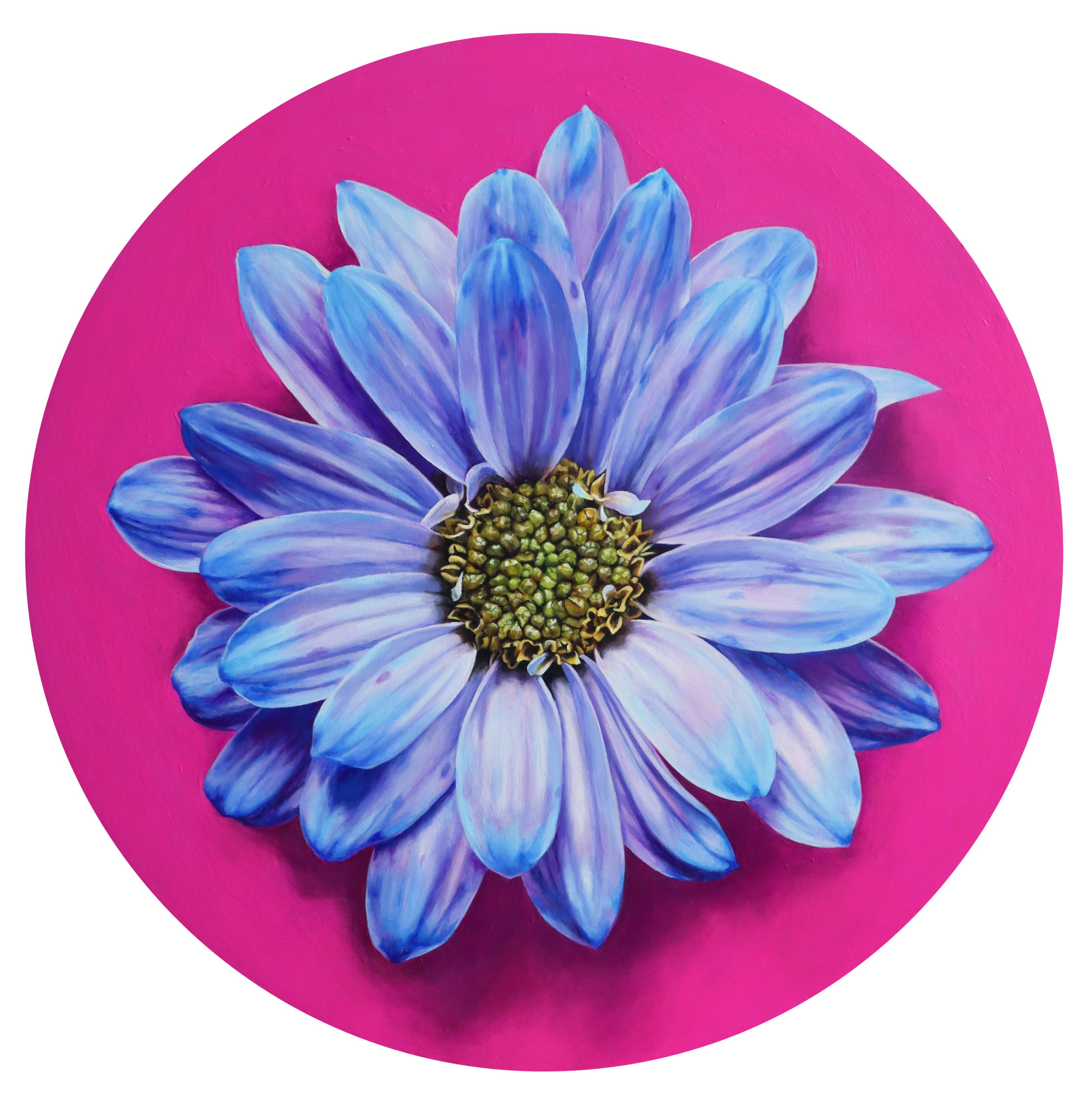 Cotton Candy Daisy -  20" Tondo, 2025