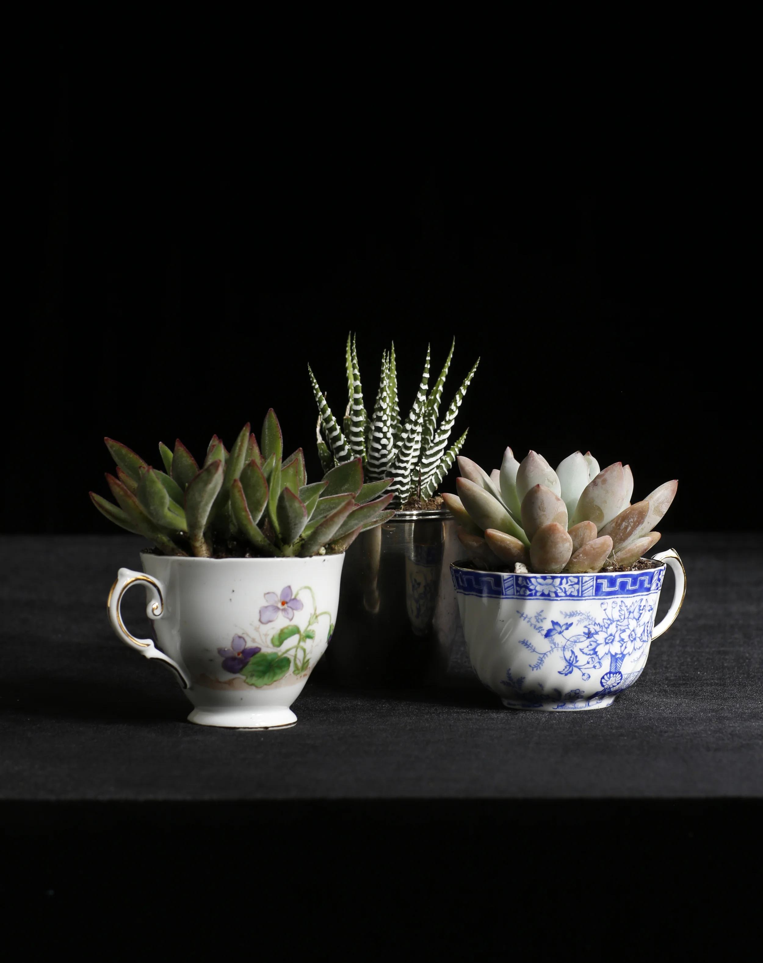 succulents.jpg