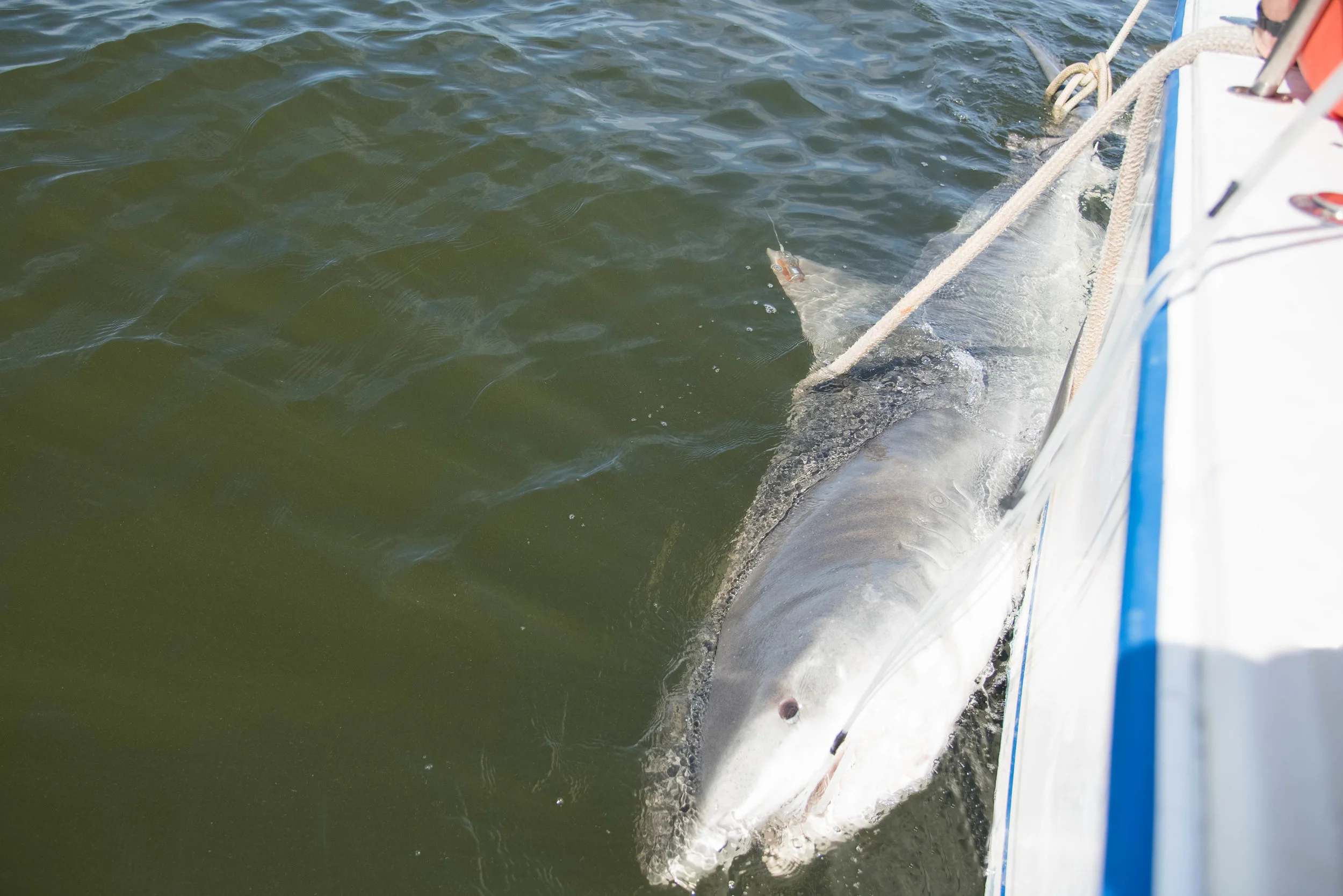 Pregnant tiger shark tagged off SC coast