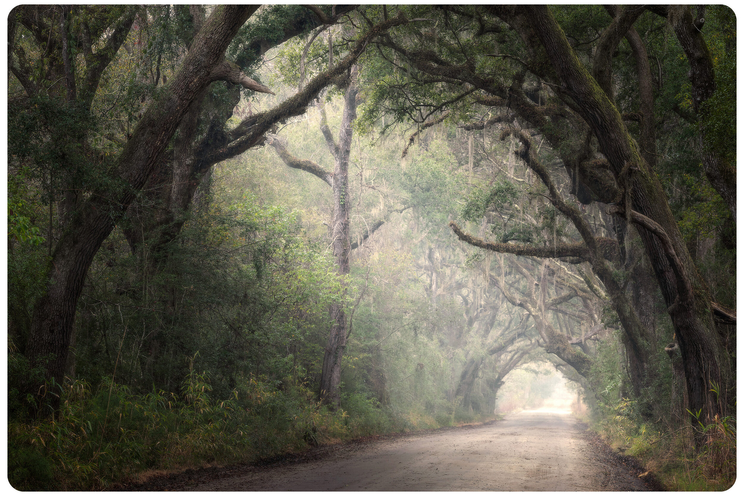 Charleston Photography Tours - Backroads and Live Oaks Excursion