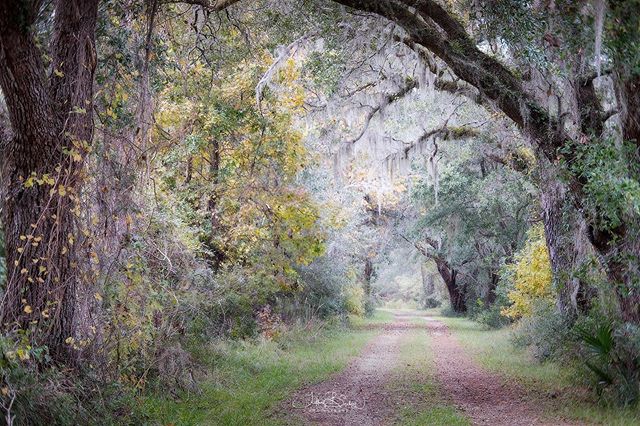 If you abandon the road most often traveled you&rsquo;ll find historic entrances to historic plantations that have long since said goodbye. This is one of those magical places we love to show our guests. .
.
📷 Have you booked your spring adventure y