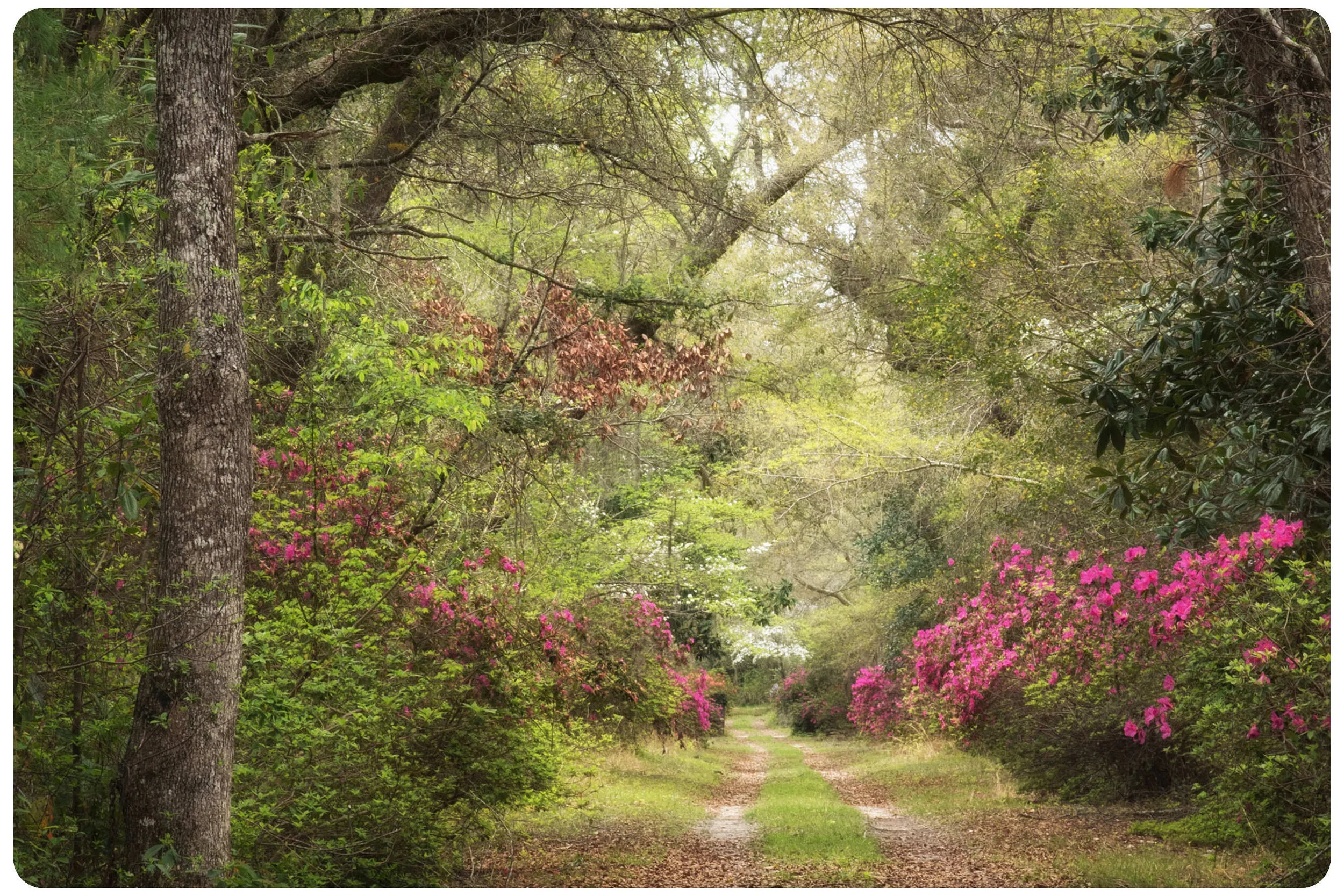 Azaleas_2_rounded_corners.jpg