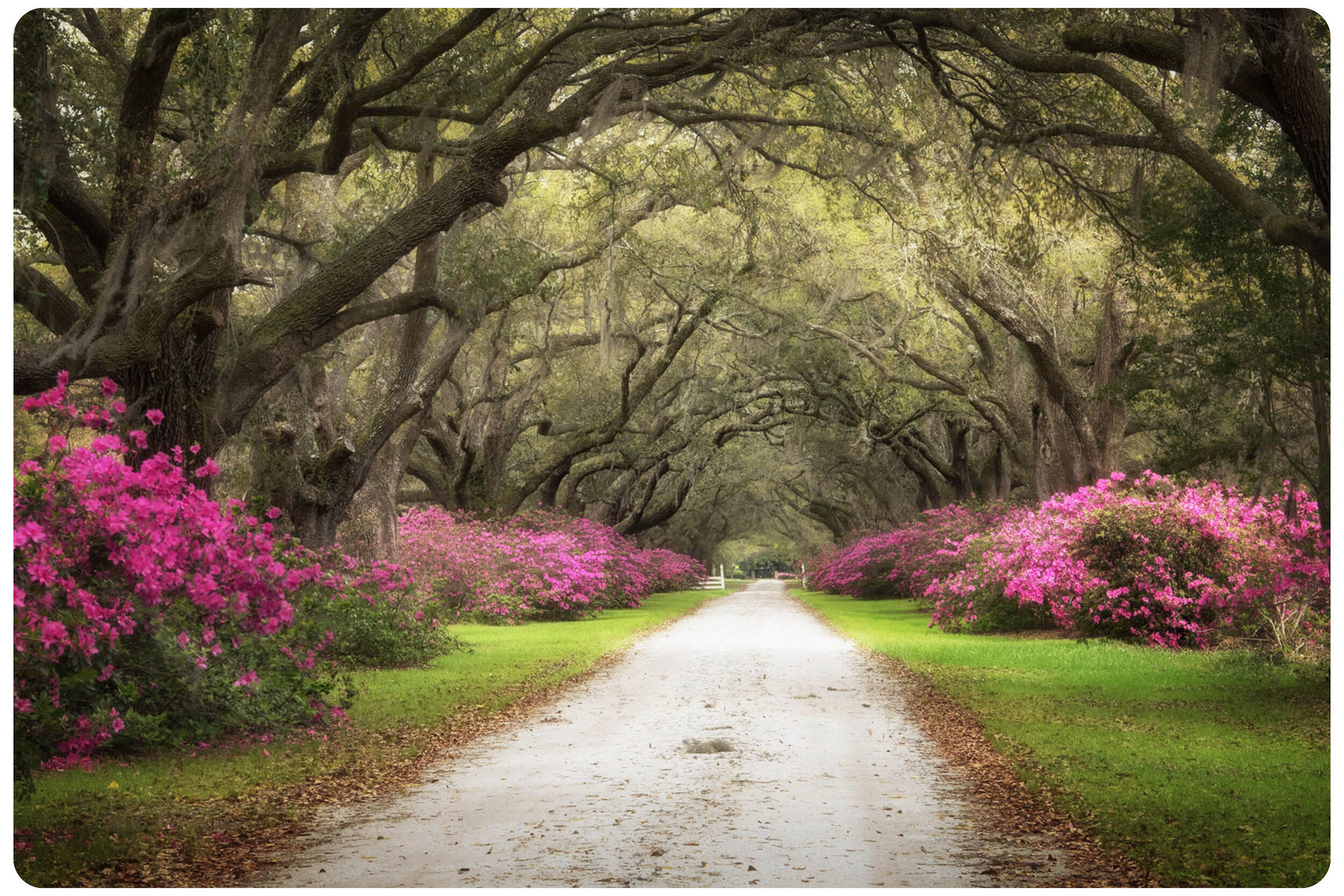 Azaleas_1_rounded_corners.jpg