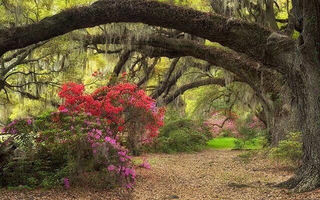 Did you know visitors have traveled to Magnolia Plantation since 1845 to enjoy the annual Azalea blooms? Will you be joining those coming in 2020?  We have tours happening daily.