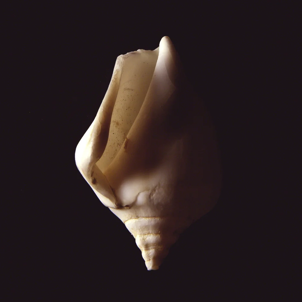 Shell Study #3