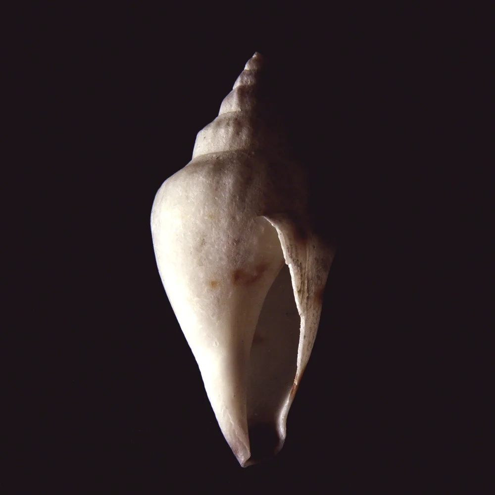 Shell Study #1