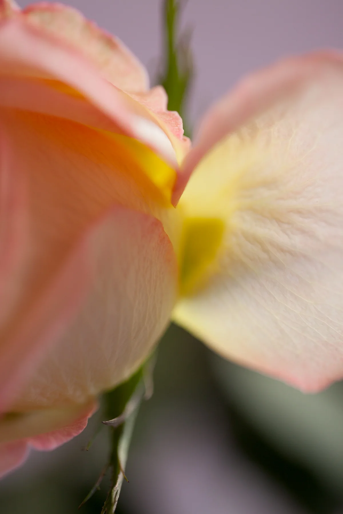 Flower Studies, Roses