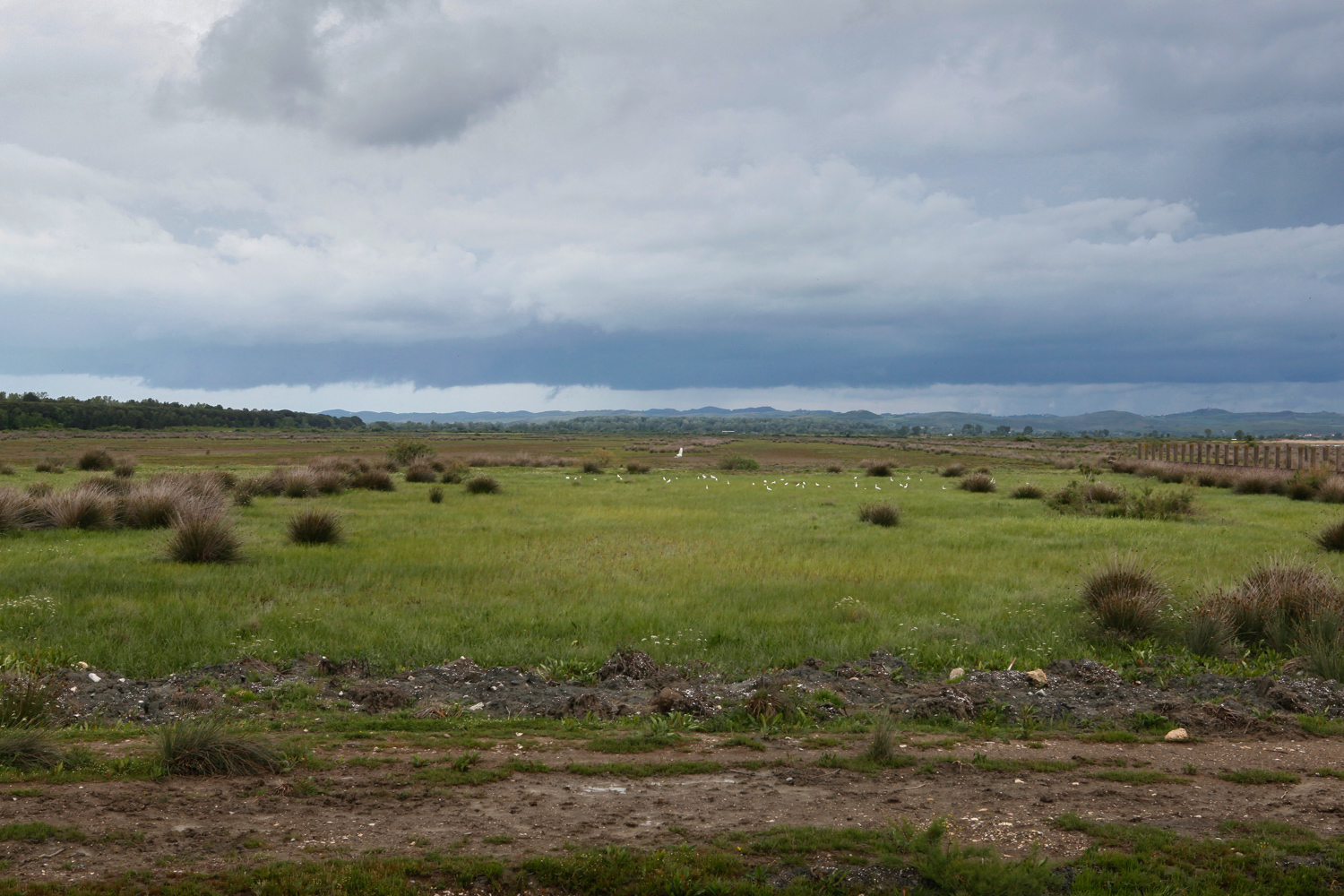 Divjaka-Karavasta National Park, photography Alketa Misja, Albania April 2016