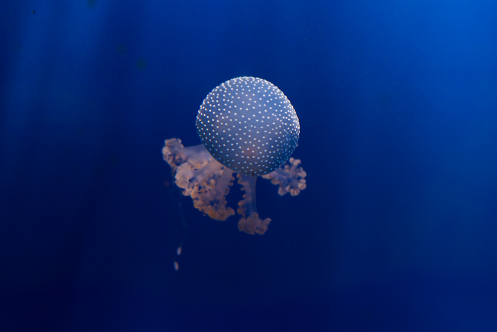 Filloriza, Acquario di Genova, ©alketamisja photography, August 2016