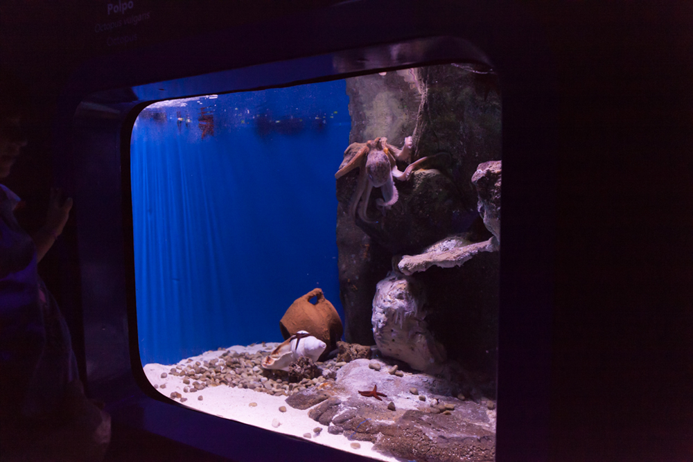 Acquario di Genova, ©alketamisja photography, August 2016