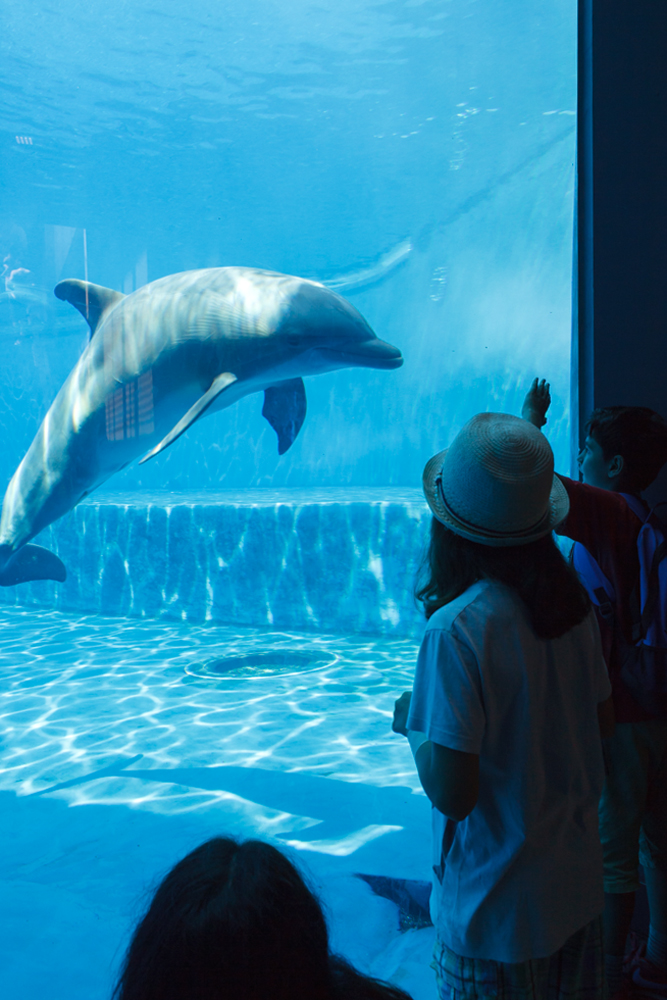 Cetaceans Pavilion. Acquario di Genova, ©alketamisja photography, August 2016