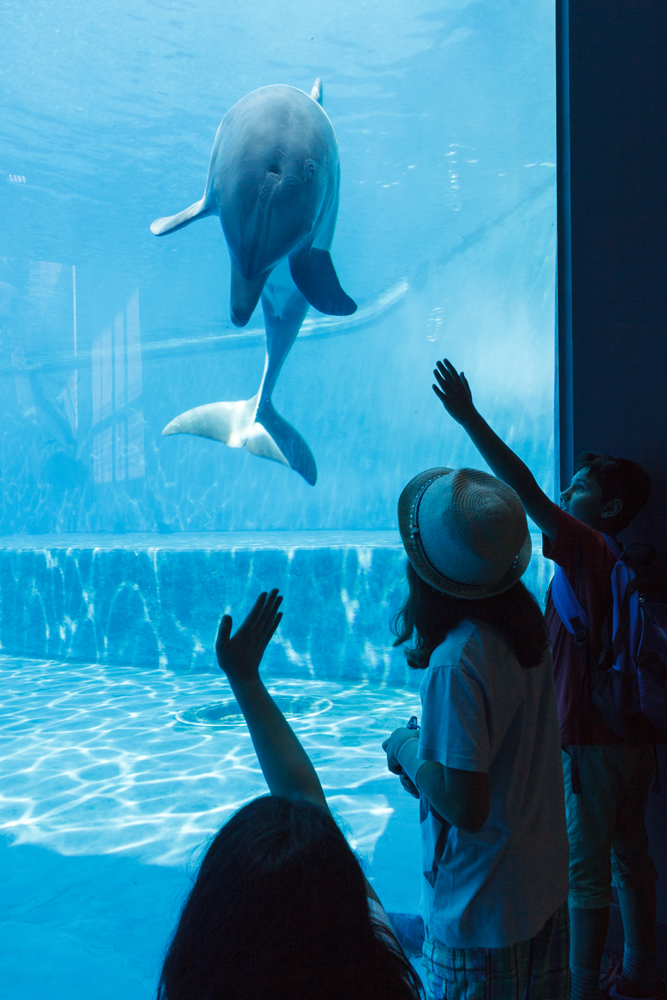Bottlenose Dolphins, Cetaceans Pavilion. Acquario di Genova, ©alketamisja photography, August 2016