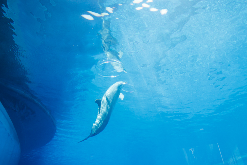 Bottlenose Dolphins, Cetaceans Pavilion. Acquario di Genova, ©alketamisja photography, August 2016