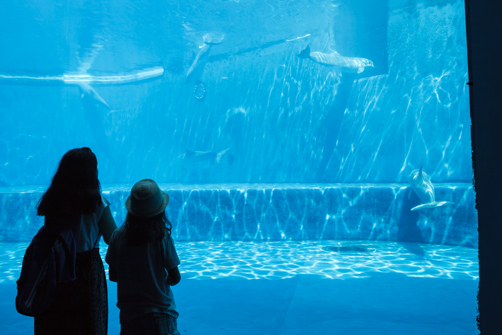 Bottlenose Dolphins, Cetaceans Pavilion. Acquario di Genova, ©alketamisja photography, August 2016