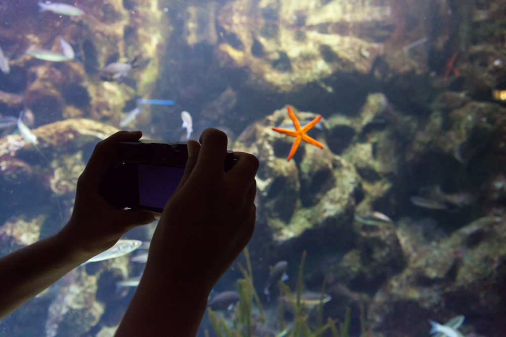 Cinque Terre, Marine Protected Area. Acquario di Genova, ©alketamisja photography, August 2016