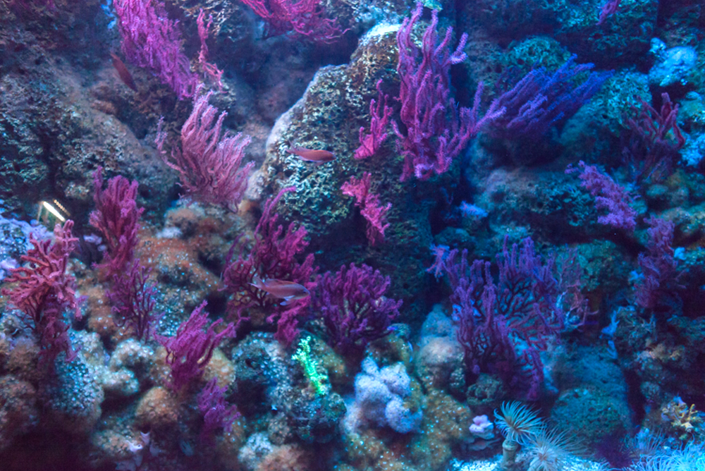 Cinque Terre, Marine Protected Area. Acquario di Genova, ©alketamisja photography, August 2016