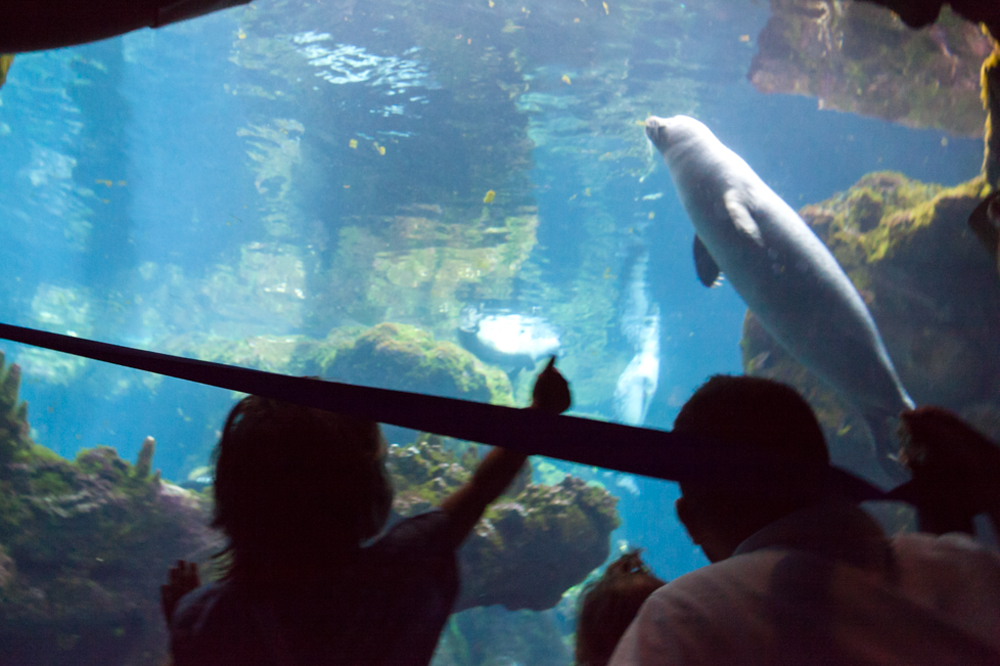 The Seals, Acquario di Genova, ©alketamisja photography, August 2016